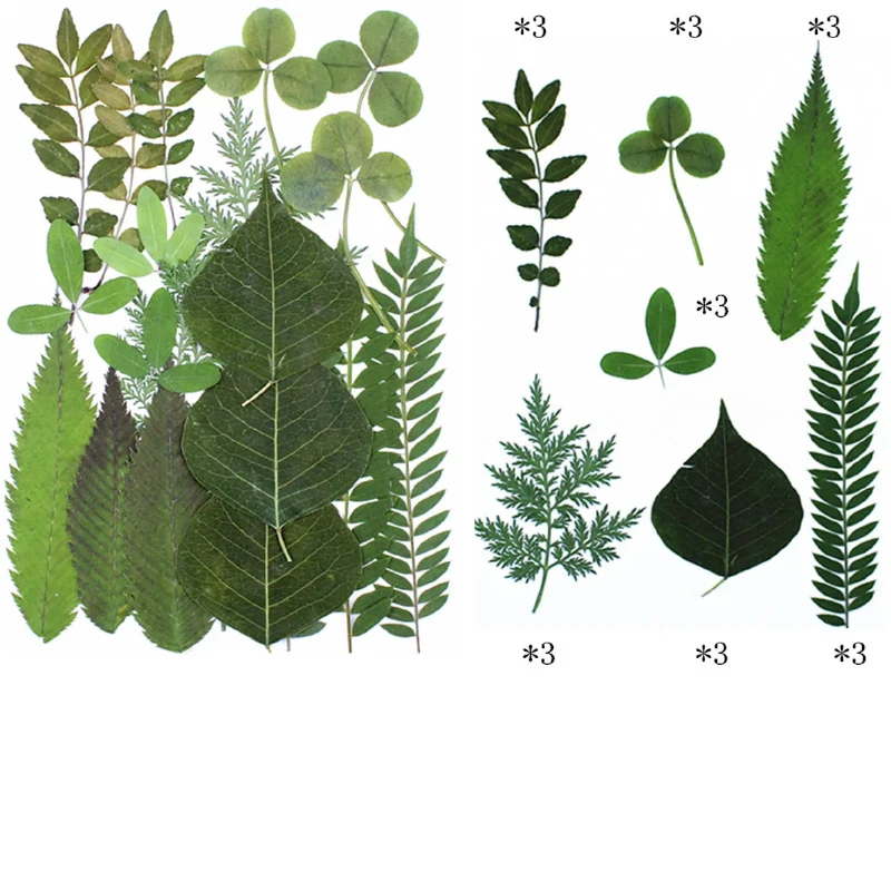 feuilles séchées pressées résine époxy kit 21 pièces vert naturel décorations créatives loisirs botanique