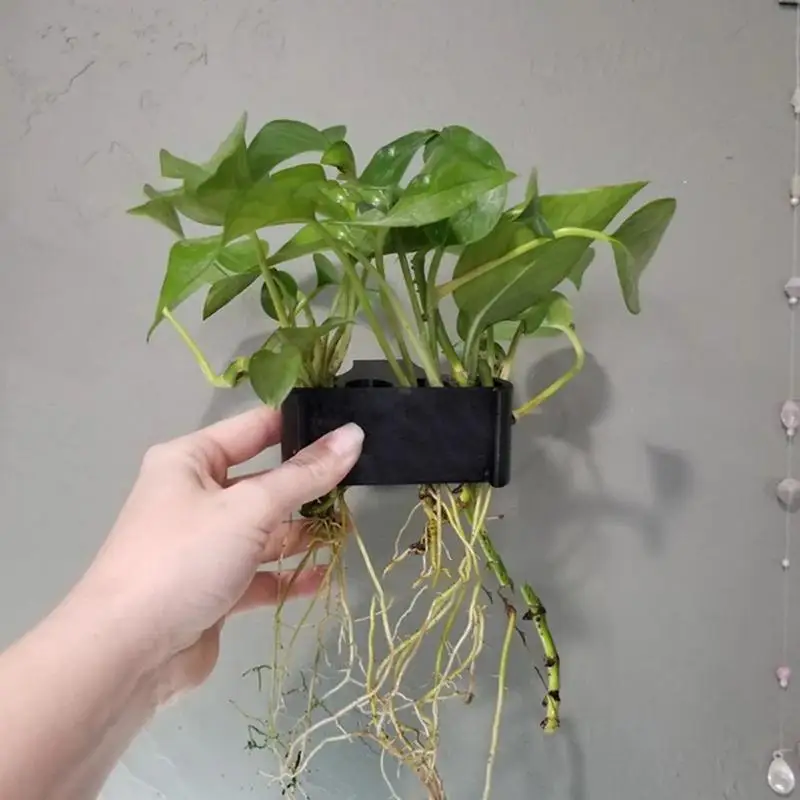 porte plante suspendu aquarium noir texturé moderne plante verte pothos racines croissance