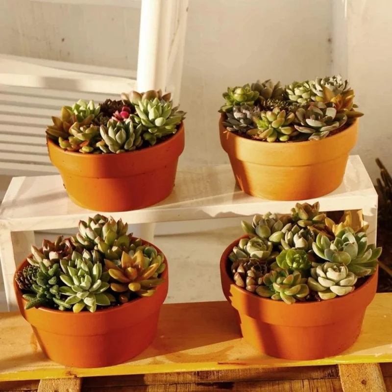 Pots de Fleurs en Terre Cuite Écologiques (4 + 2 Offerts)