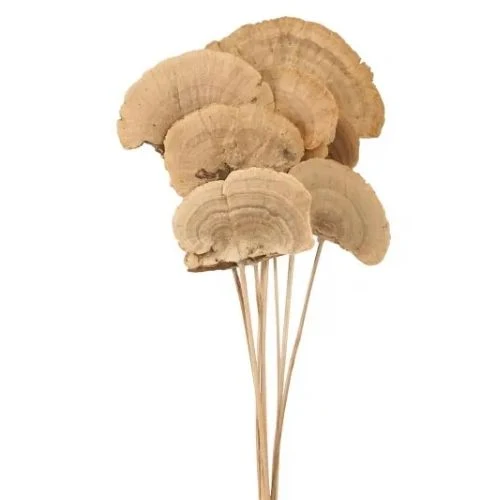 Tige de champignon éponge