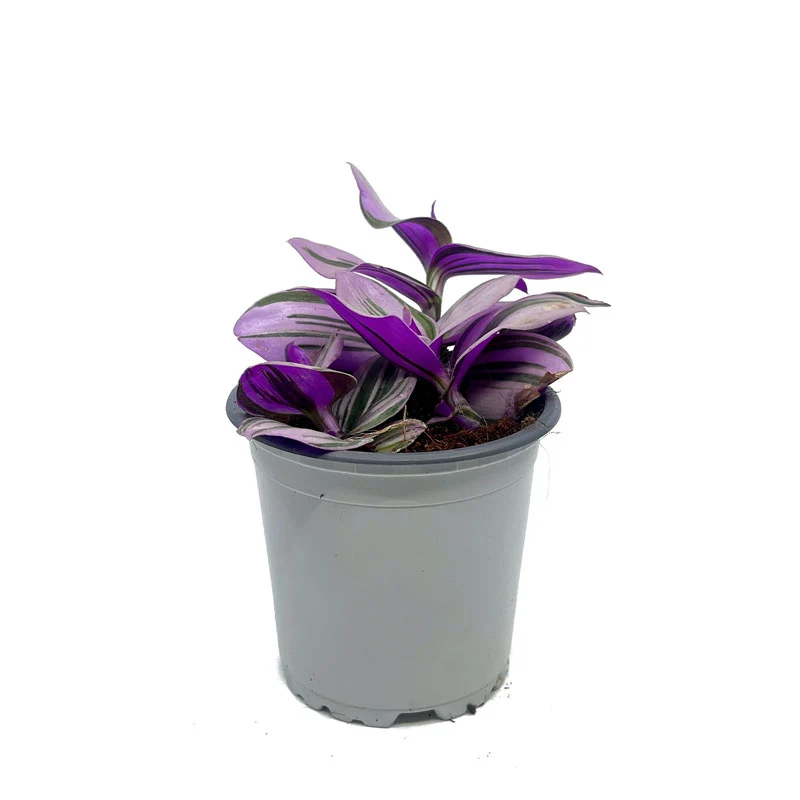 Tradescantia Nanouk Cactus et Succulentes M11 cm Ø