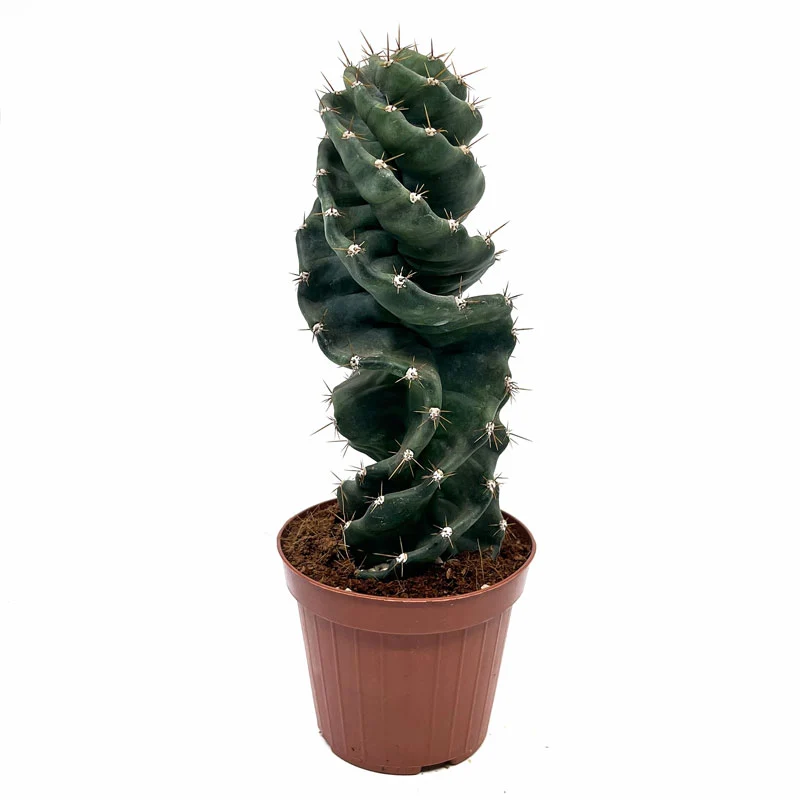 Cactus et plantes grasses Cereus Forbesii Spiralis Ø 14 cm