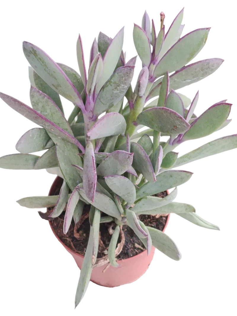 Senecio Crassisium Ø8 Plante Succulente