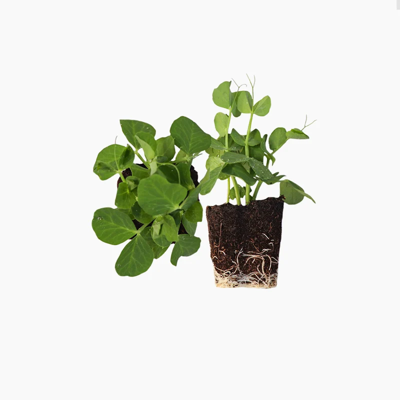 Plant de petit pois à rames mi-hautes 4 unités - PlantaBo