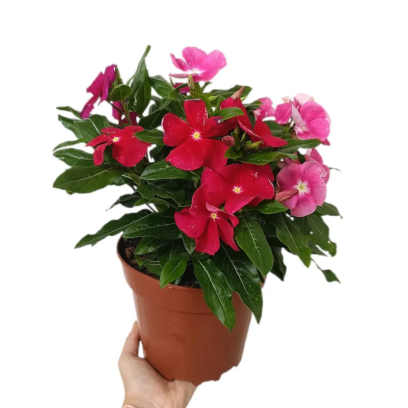 Vinca Variée M17