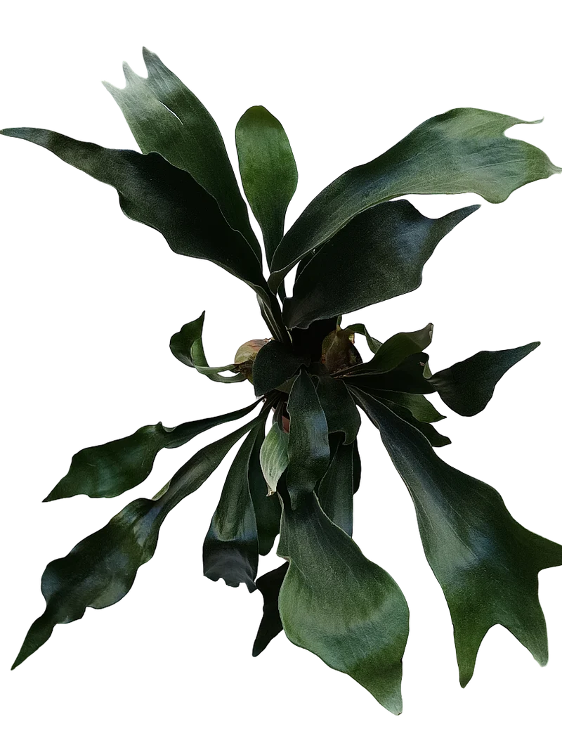 Platycerium Bifurcatum Fougère Rare, Plantes