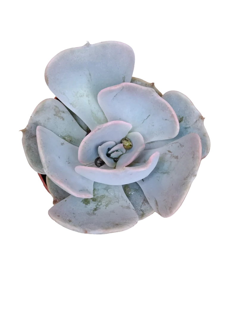 Echeveria Lilacina Ø5 Plante Succulente De Soleil