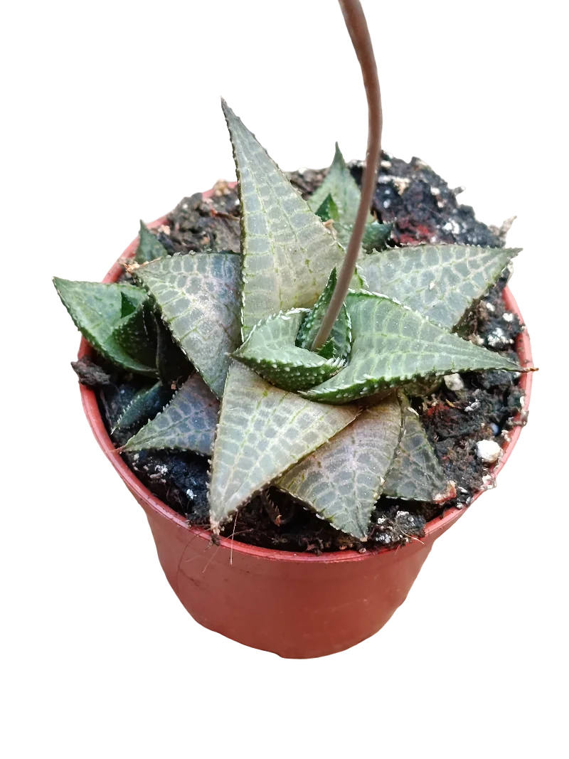 Haworthia Venosa Plante Succulente d'Ombre Ø5