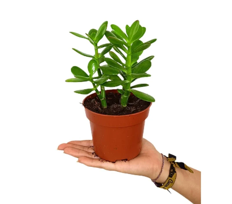 Crassula Ovata Ø12 20cm (arbre de Jade)