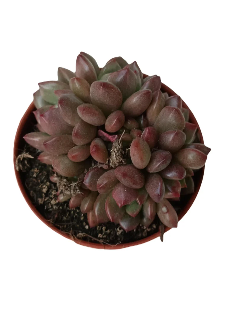 Graptoveria Bashful Plante Succulente Ø5 Cm