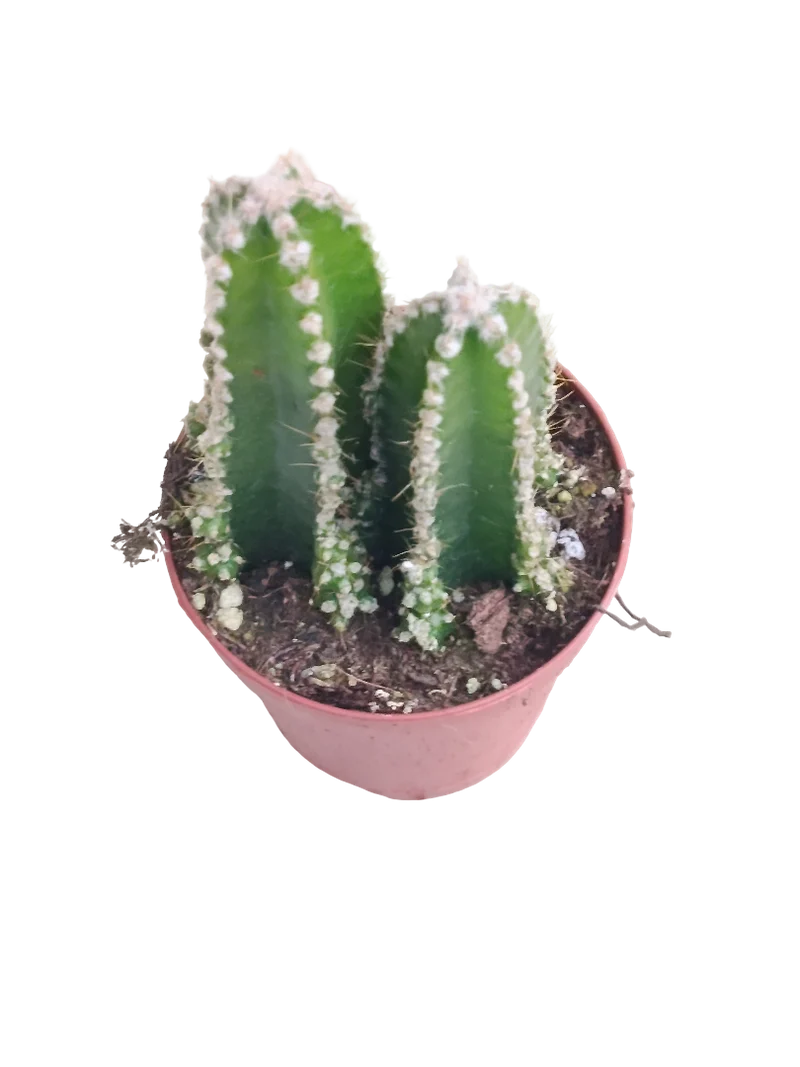 Cactus d'ordinateur Ø5 Plante anti-radiations