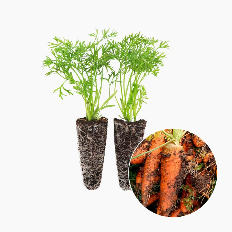 Plantation Carotte 4 Unités - PlantaBo