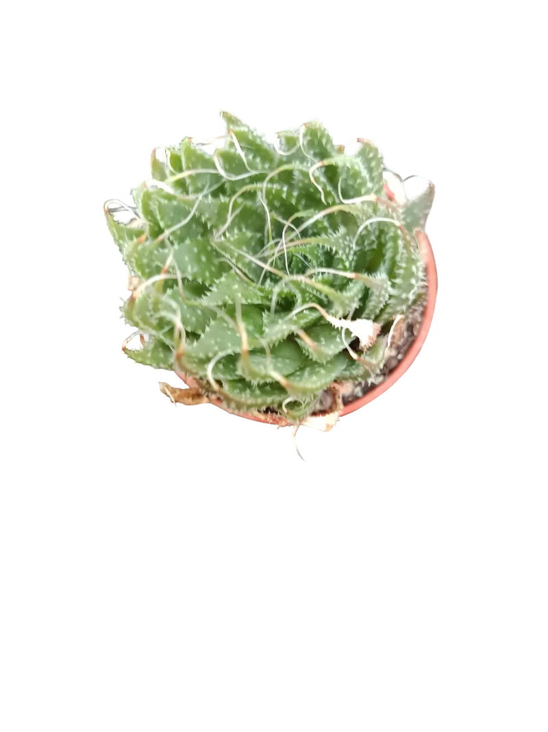 Aloe Aristata Plante Succulente 3-5 cm