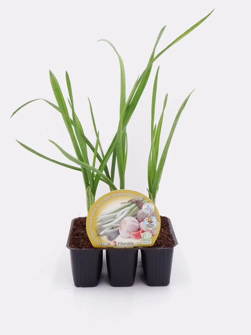 Lot Plants Ail 6 U. Naturel - Fitoralia