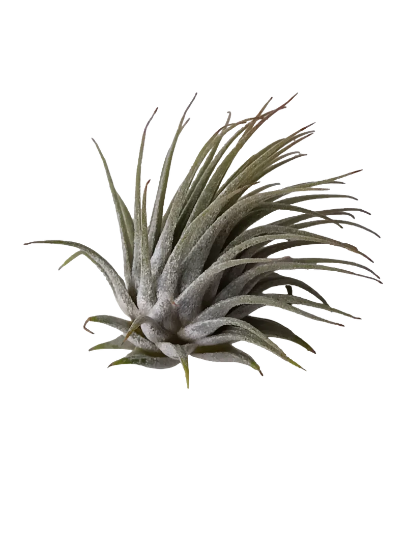 Tillandsia Ionantha Plante d'intérieur Clavel Del Aire S