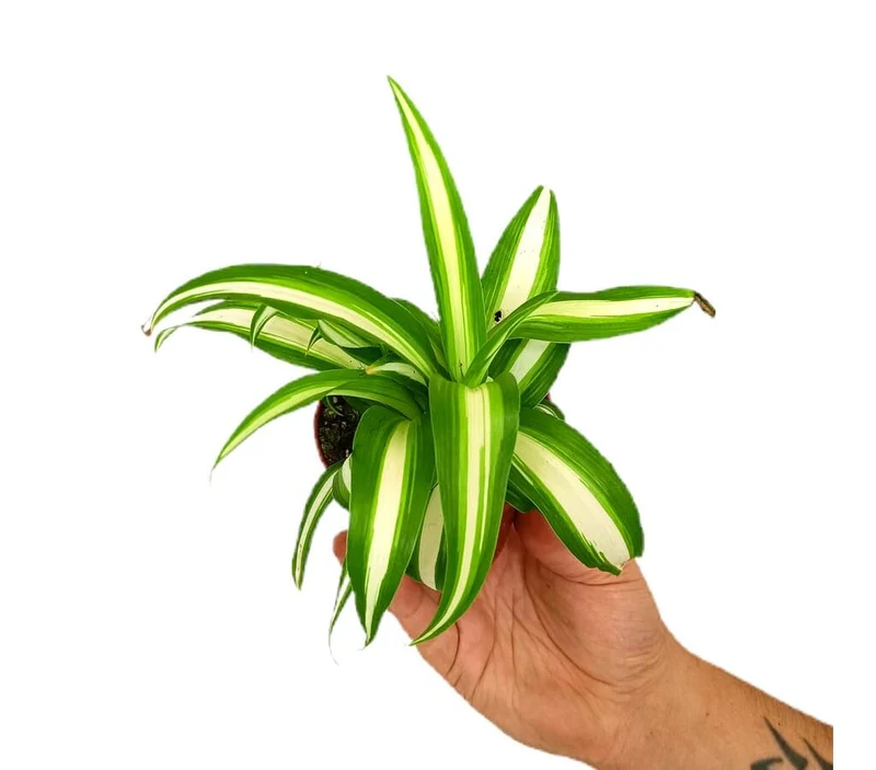 Chlorophytum Variegata M9