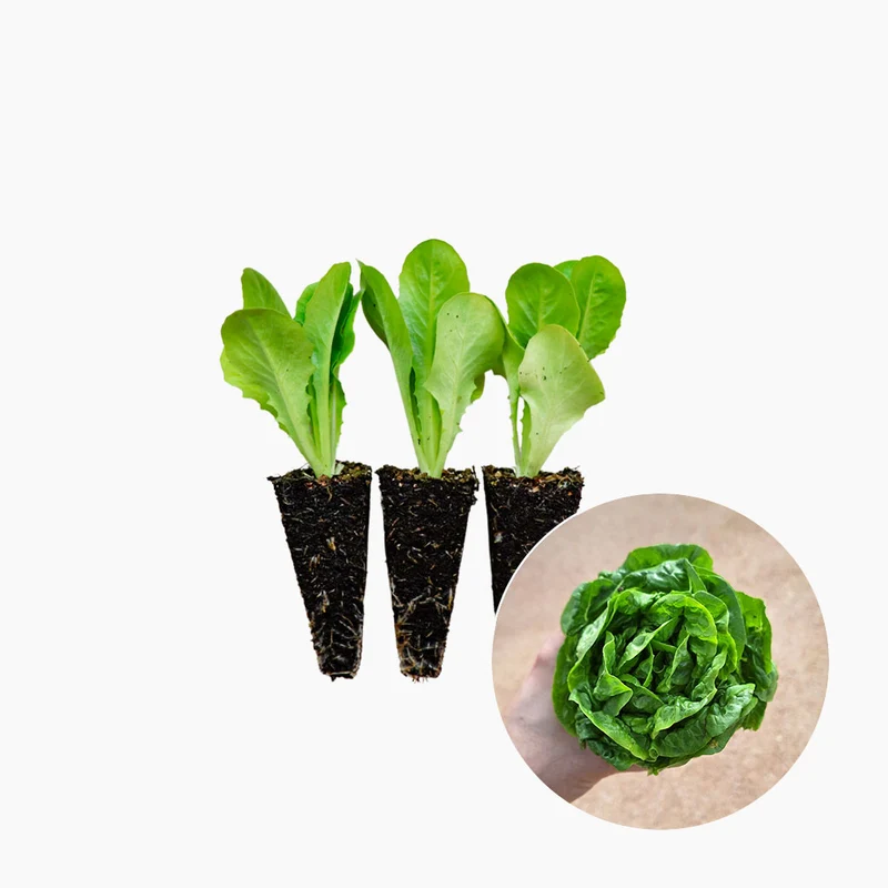 Plant de Laitue Romaine 10 Unités - PlantaBo