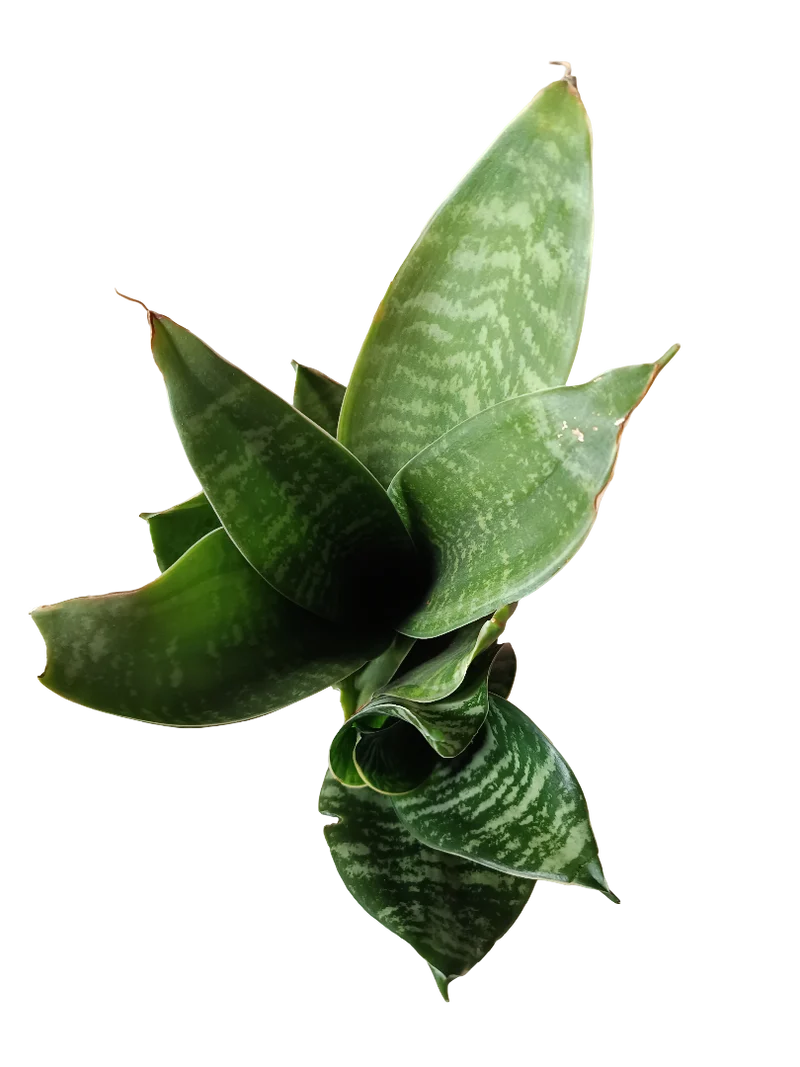 Sansevieria Hahnii Zeylanica Mini Ø6