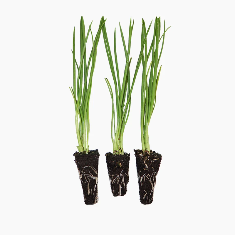 Plant de Oignon Jaune Hybride - PlantaBo