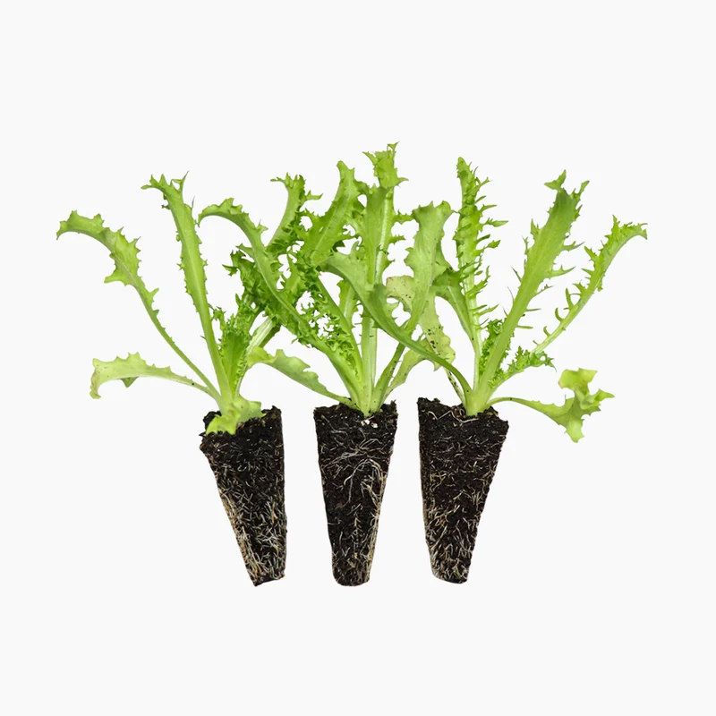 Plant d'Endive Frisée Cheveux d'Ange - PlantaBo