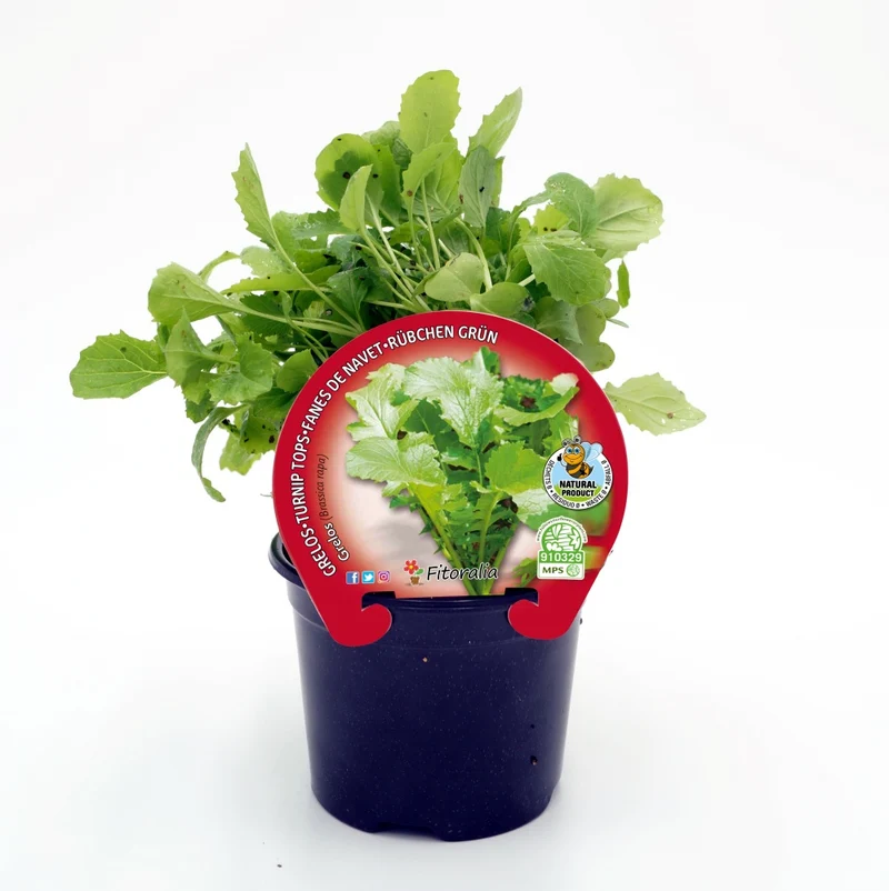 Plant de Rapini en Pot 10,5 Cm. Naturel - Fitoralia
