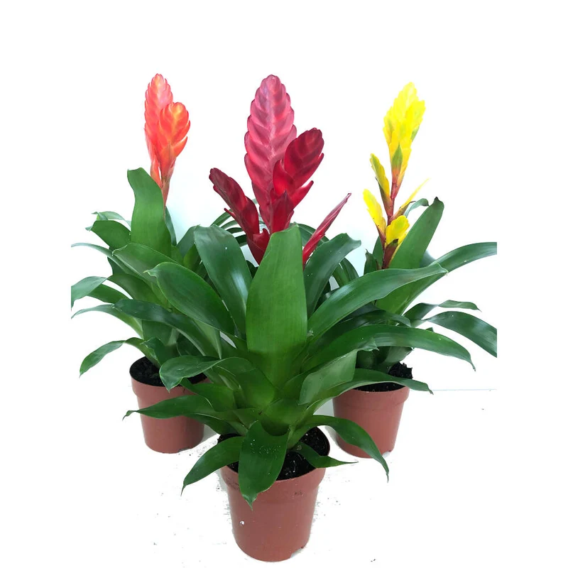 Vriesea Assortie M12 45cm
