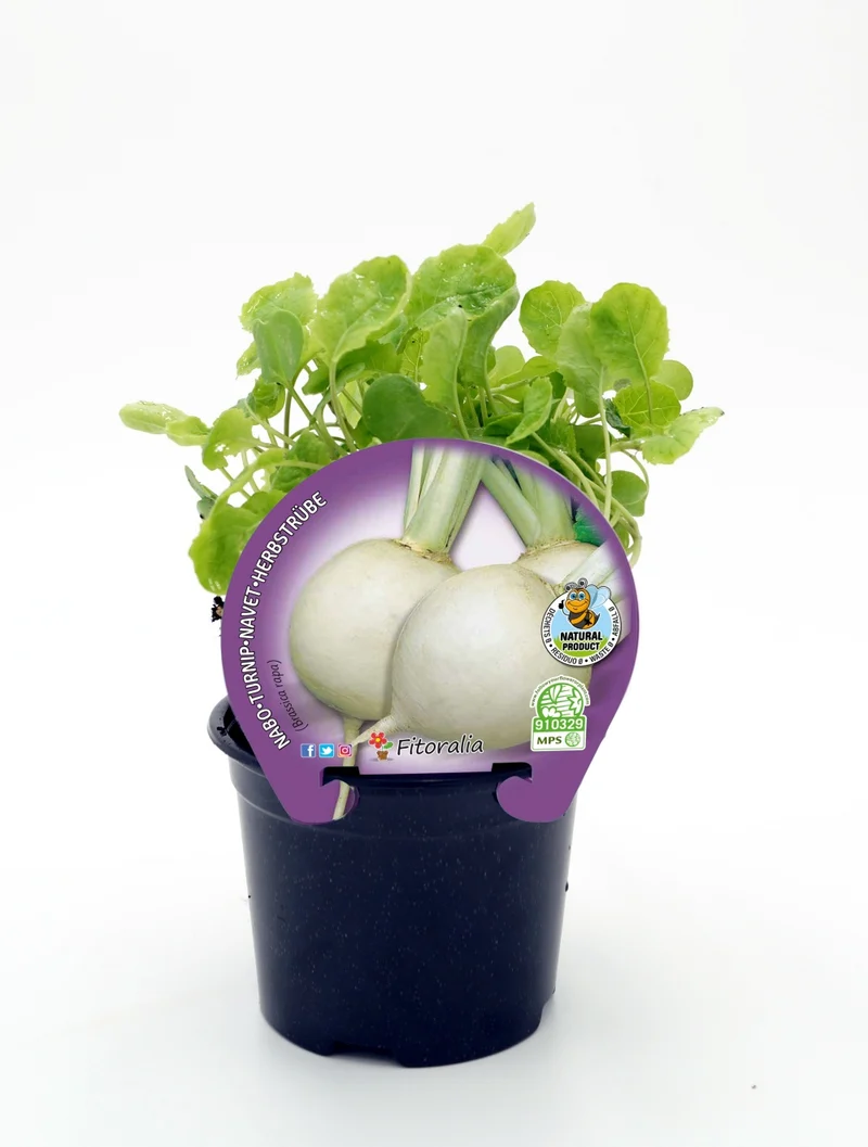Plant de Navet en Pot de 10,5 cm. - Fitoralia
