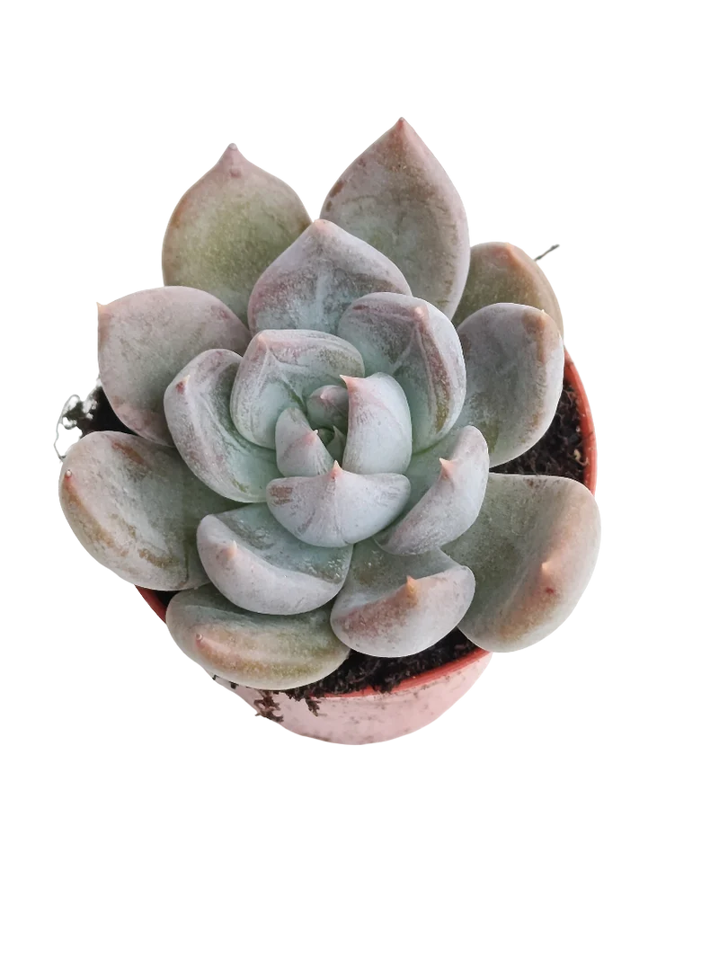 Echeveria Silver Queen Ø5 Plante succulente