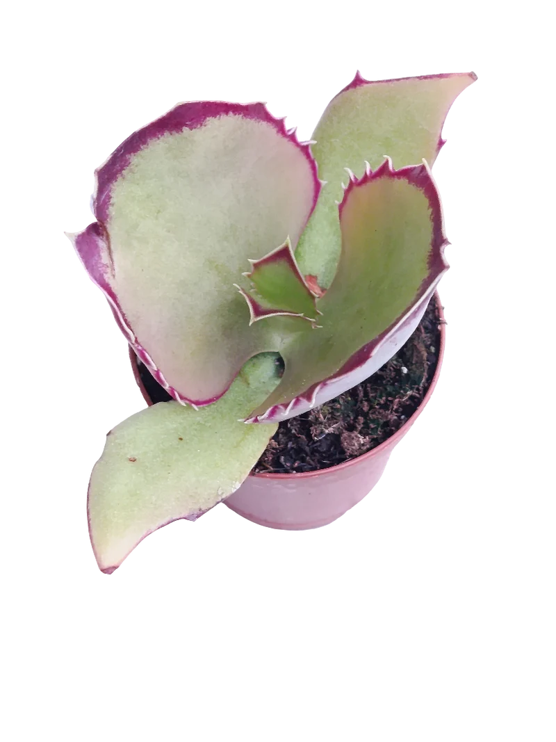 Kalanchoe Synsepala Ø5 Plante Succulente Kalanchoe Marcheur