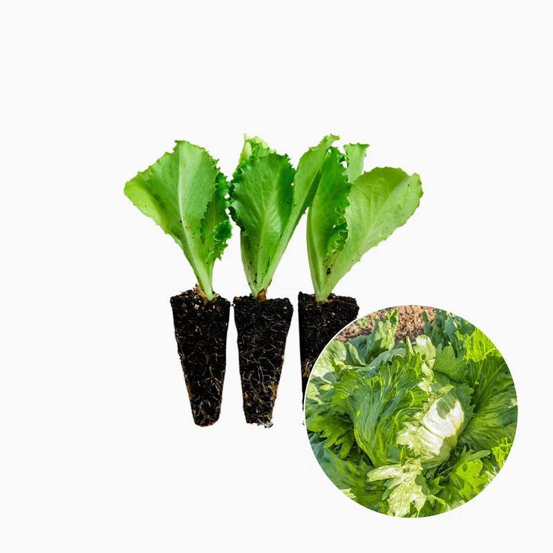 Plants de Laitue Iceberg 3 Unités - PlantaBo