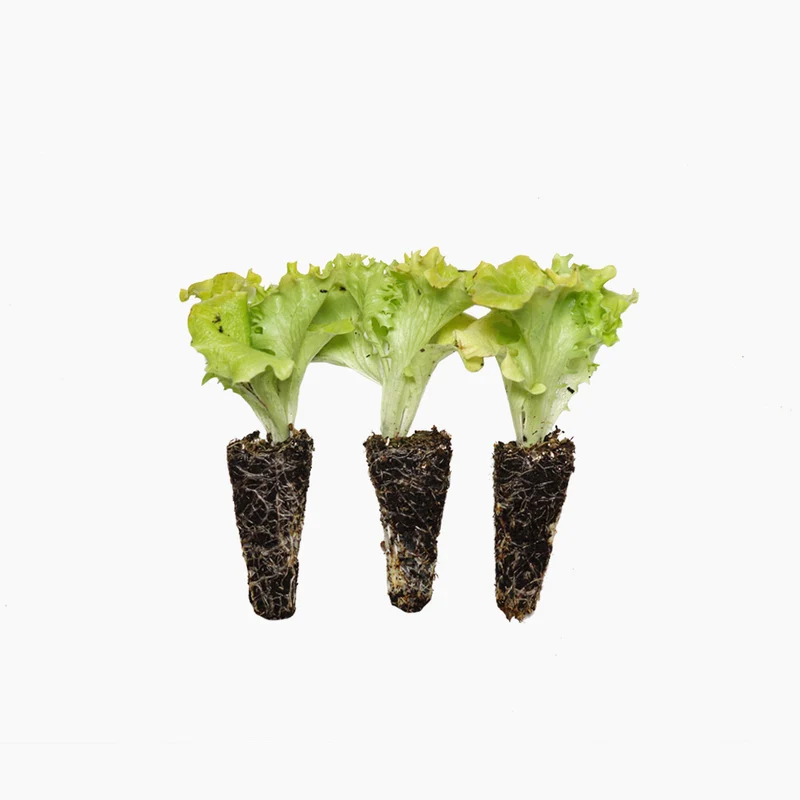 Plant de laitue Lollo Bionda 10 unités - PlantaBo