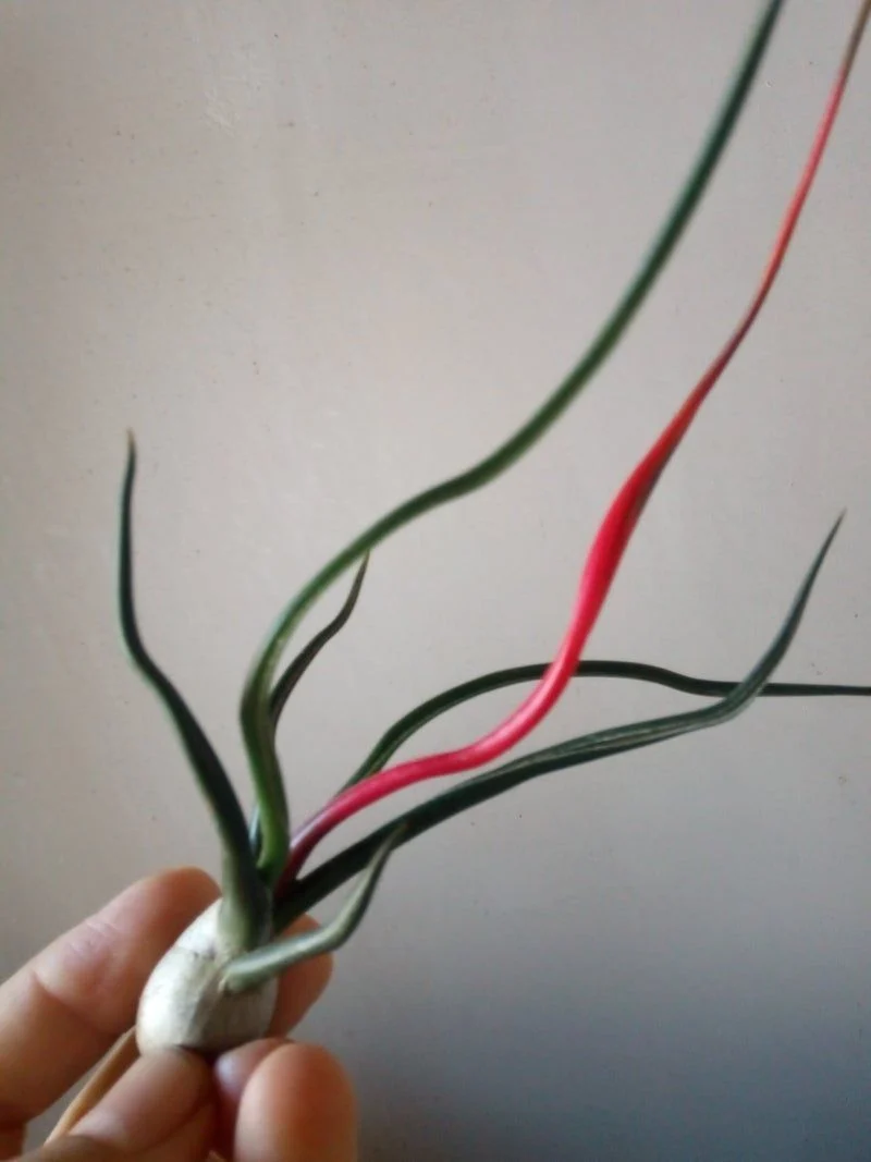 Tillandsia Bulbosa Plante Clou de l'Air