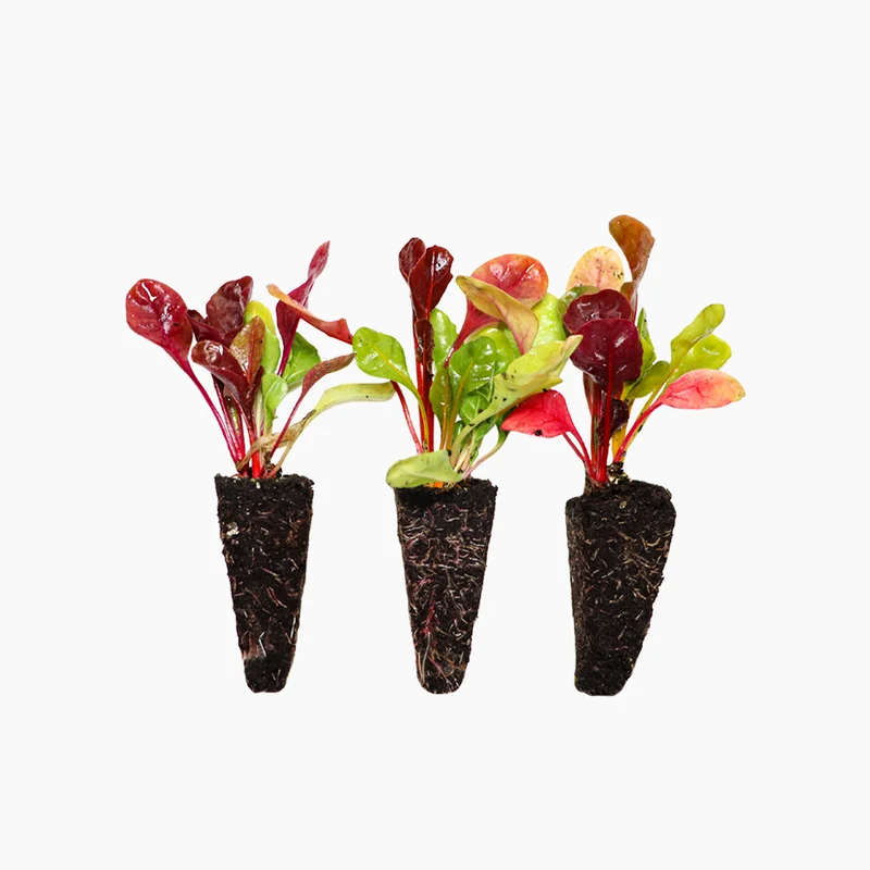 Plants de Bettes Tricolores 10 Unités - PlantaBo