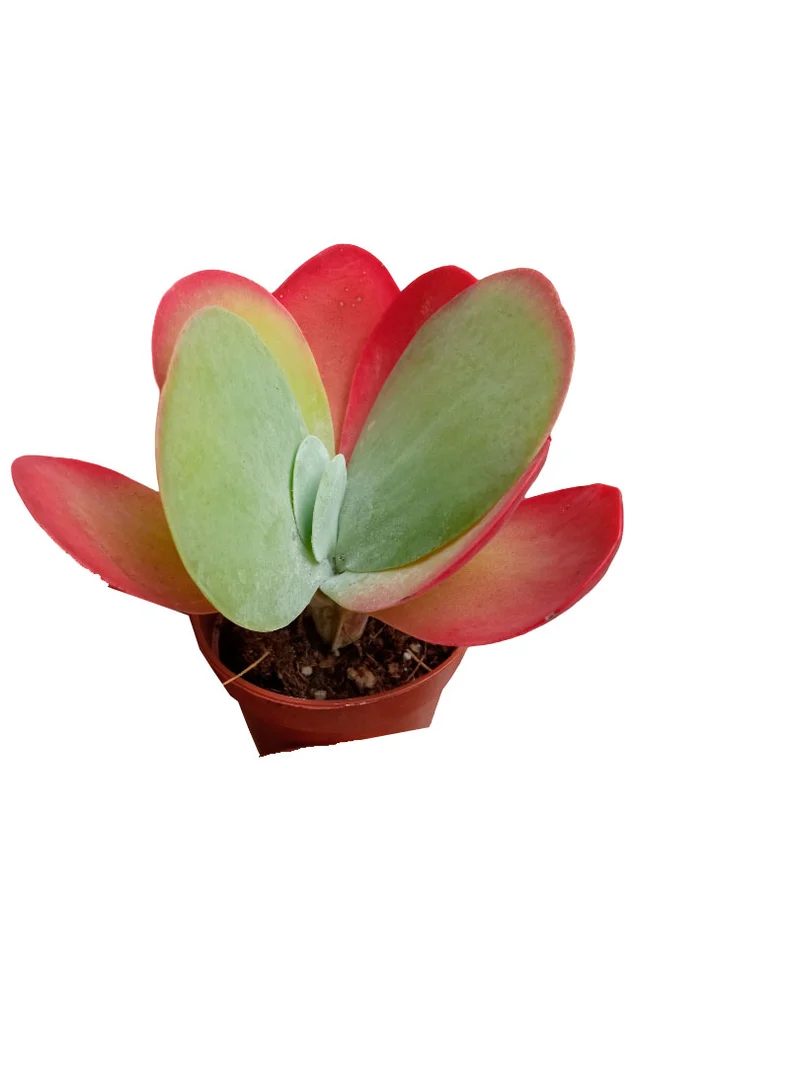 Kalanchoe Thyrsiflora Red Lips Plante Succulente Mini Ø5 Cm
