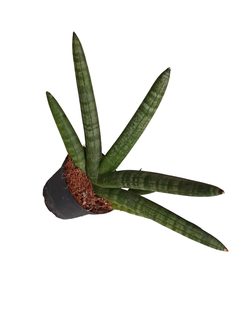 Sansevieria Skyline Plante d'Intérieur Succulentes