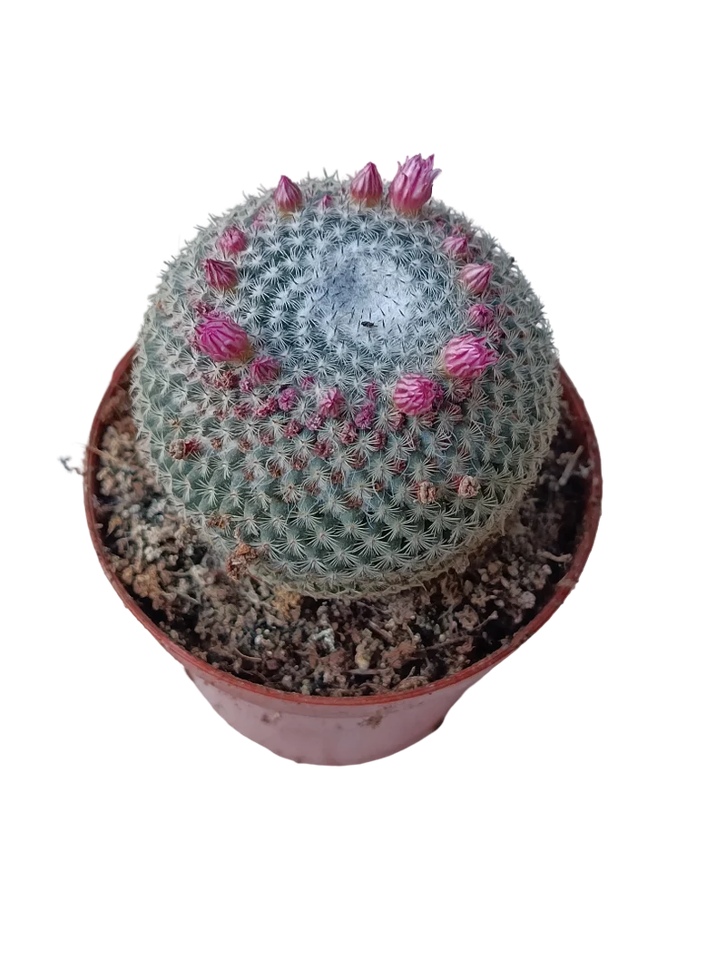 Mammillaria Pseudoperbella Plante Cactus Ø8