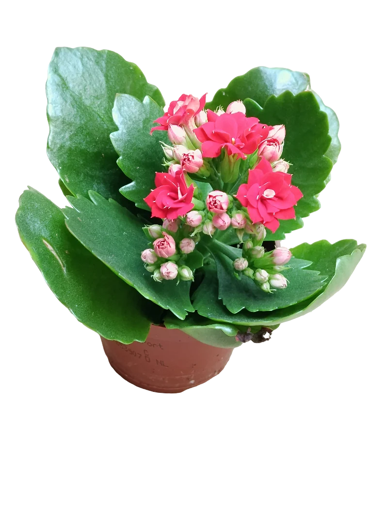 Kalanchoe Fleur Rouge Pot de 7 cm