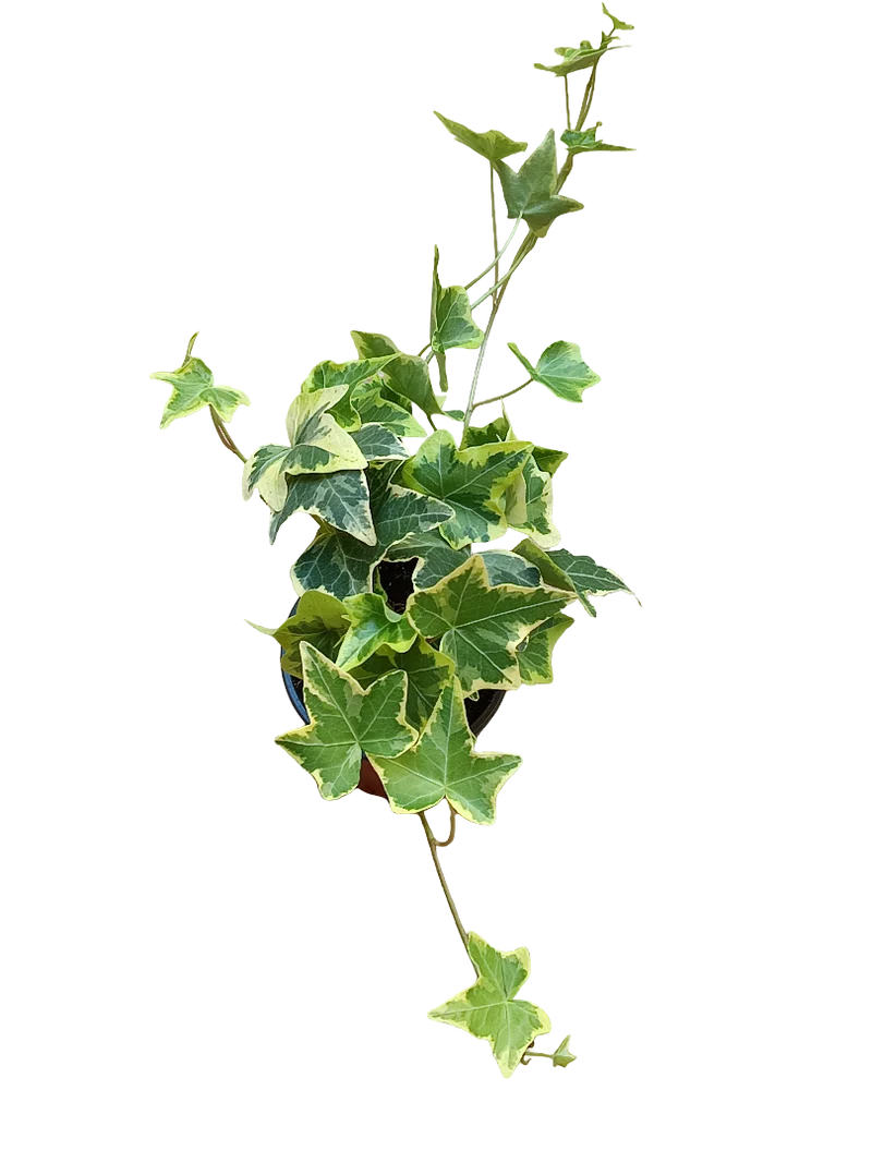 Hedera Goldchild Jaune Plante Suspendue d'Intérieur Ø8