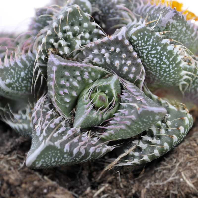 Faucaria Tuberculosa 'Pink Selection' (Faucaria Sélection Rose) ; Plante Succulente Rare ; Curiosarium ; Pot 8,5 Cm