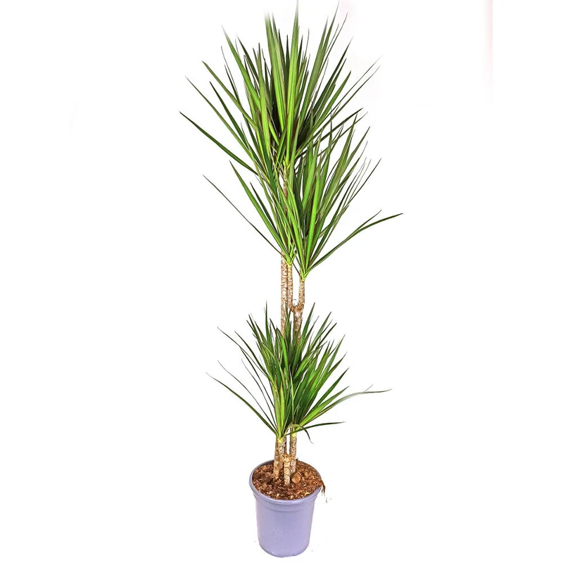 Dracaena Marginata 4 Troncs 90-60-30-15 M22 120cm