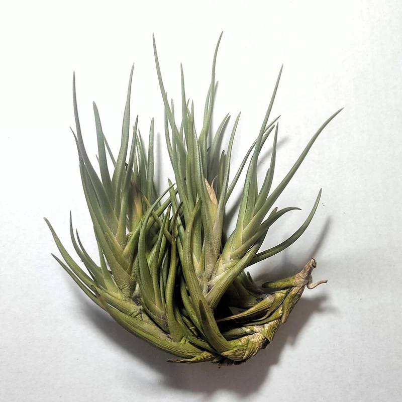Tillandsia Albertiana; Plante d'air à floraison spectaculaire; Curiosarium; Hauteur 12-15 cm, diamètre 12 cm