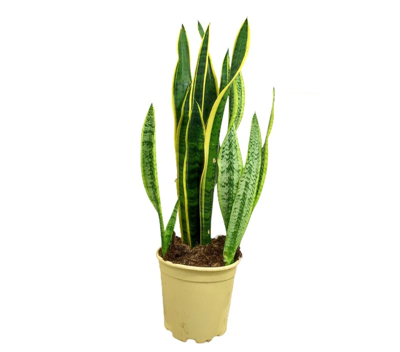 Sansevieria Laurentii M24 80cm (langue de belle-mère)