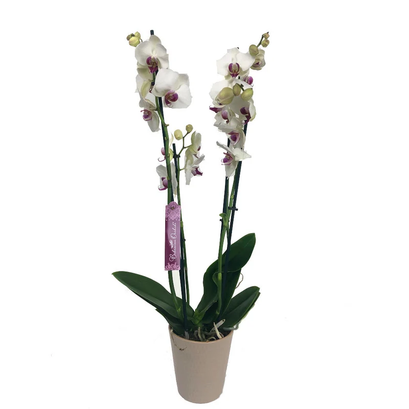 Orchidée Phalaenopsis Red Eye 2/3 Tiges M12 70cm