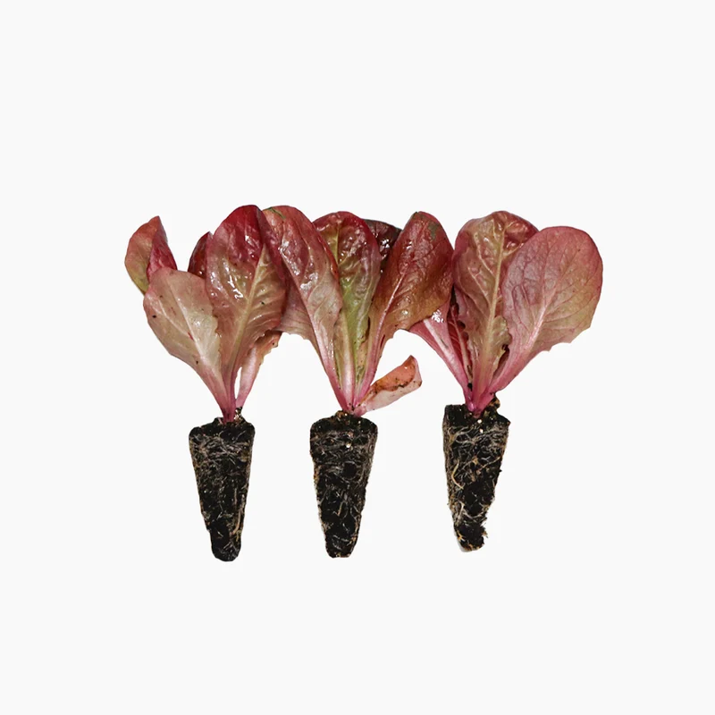 Plant de laitue quatre saisons 3 unités - PlantaBo