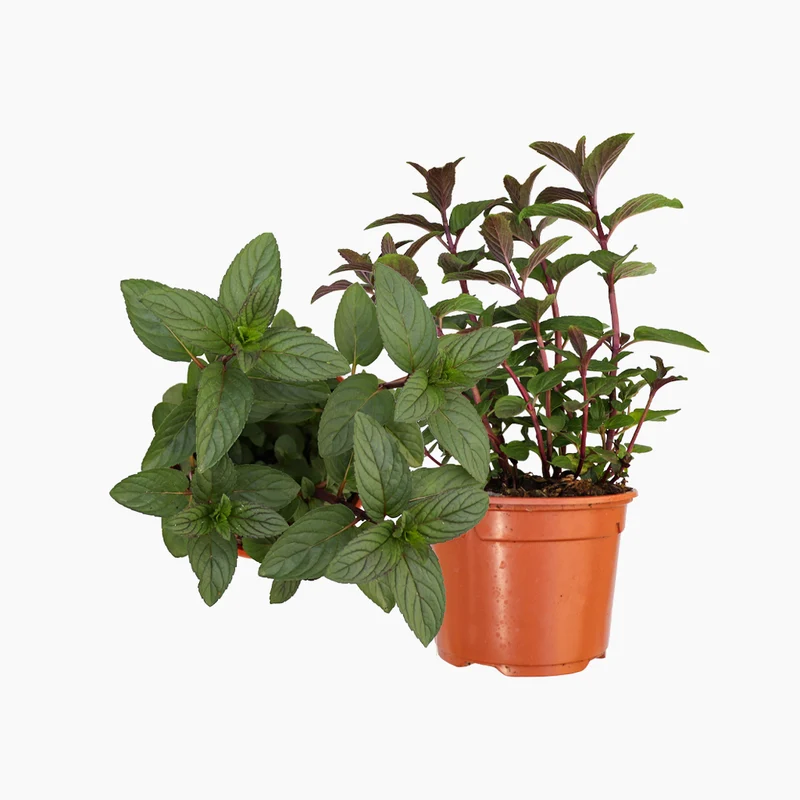 Pot Menthe Chocolat 10,5 cm - Plantabo