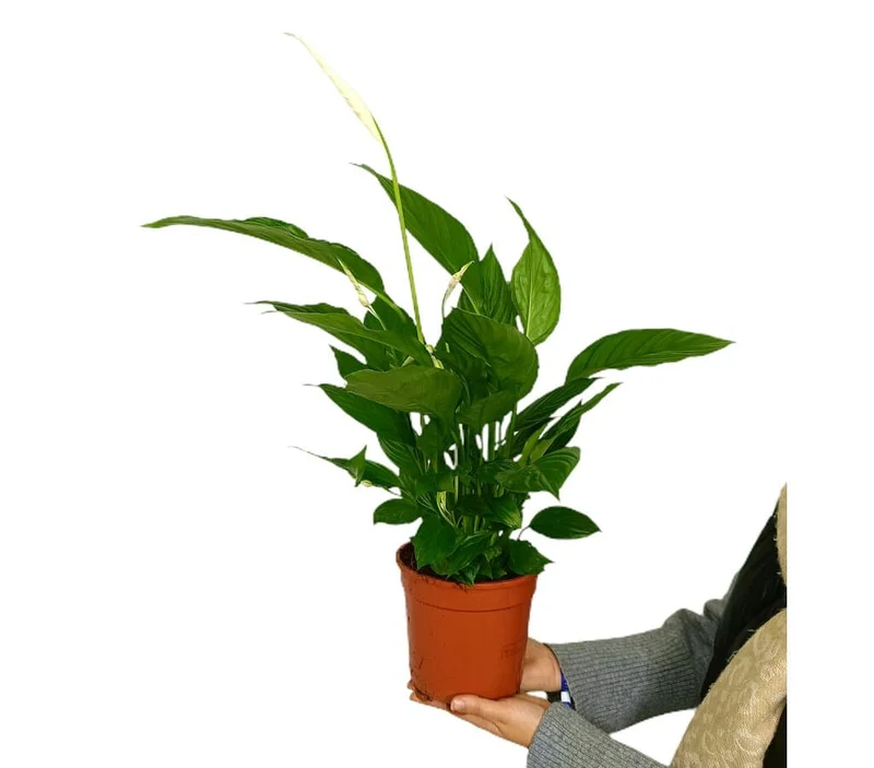 Spathiphyllum M17 60cm (fleur de lune)