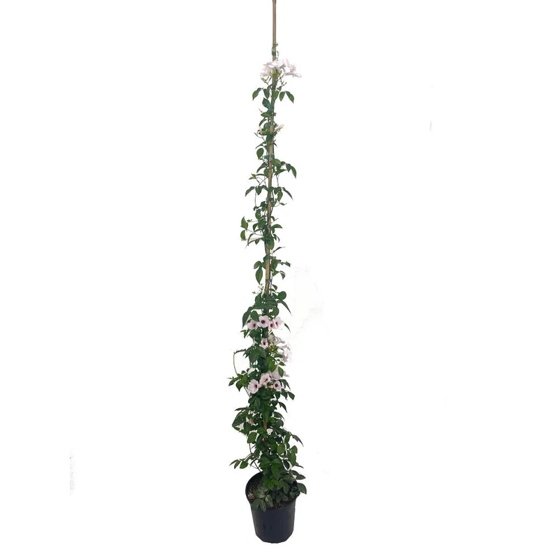 Bignonia Jasminoides M20 180cm
