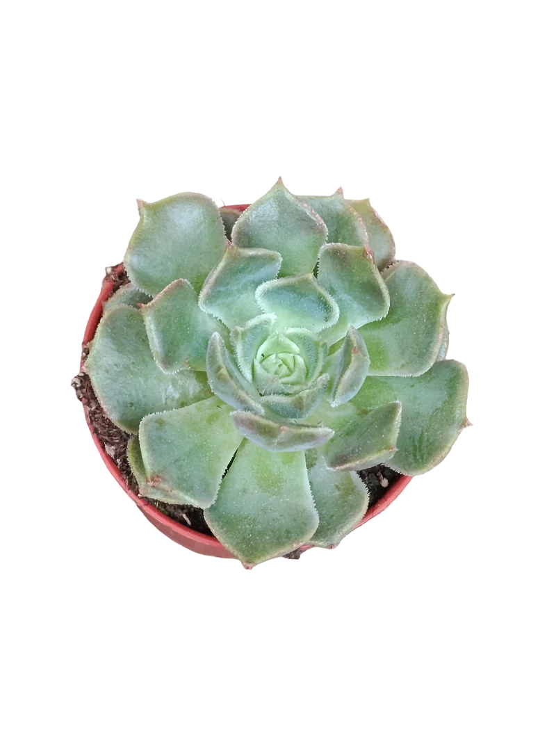 Echeveria Brown Rose Ø5 Plante Grasse de Plein Soleil