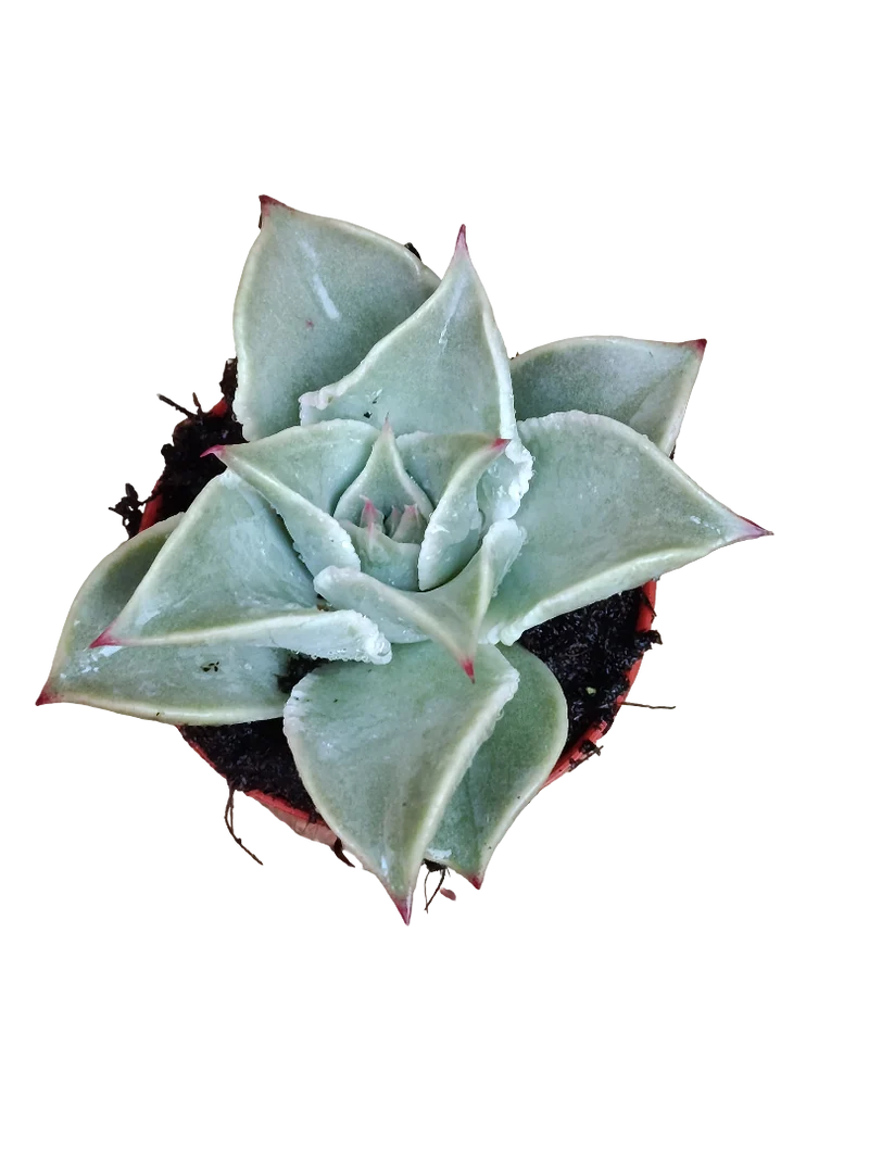 Plante Echeveria Madiba Ø5 cm