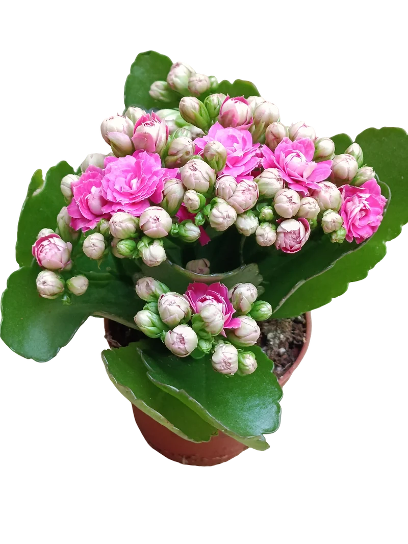 Kalanchoe Blossfeldiana Fleur Rose Ø6 Plante D'Intérieur